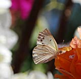 Bugainville diversity with butterfly